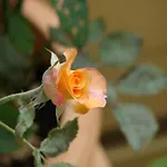 μηναΐδης 2*